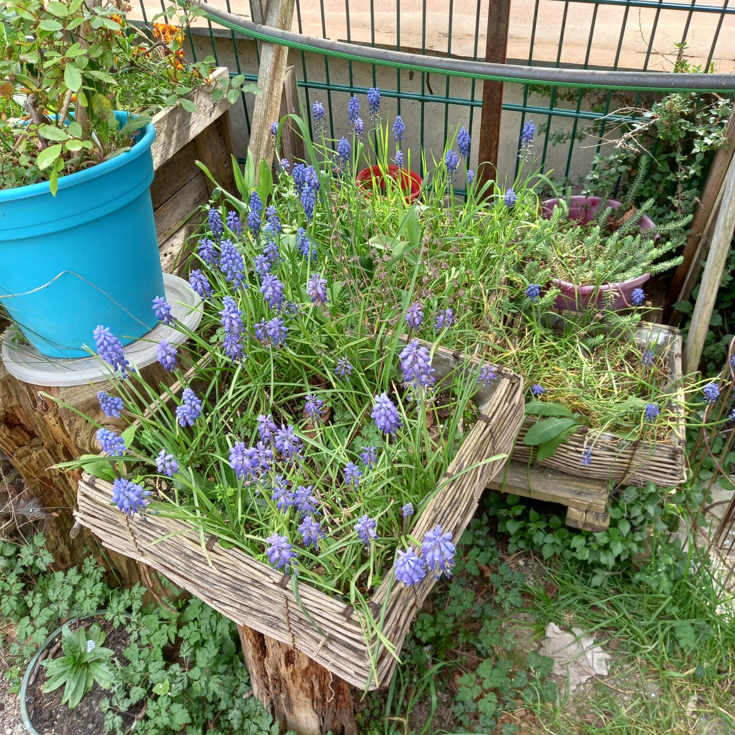 fablab la verriere montreuil visite jardin espoir fleurs